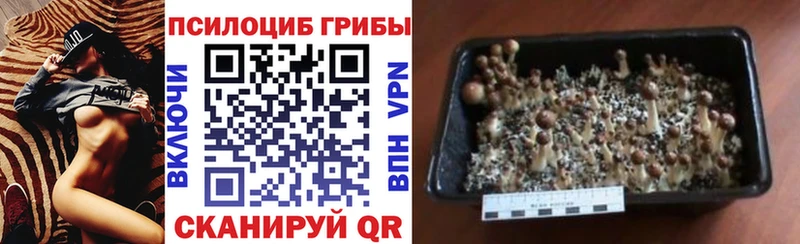 Галлюциногенные грибы Psilocybine cubensis  Купить закладки  Боготол 